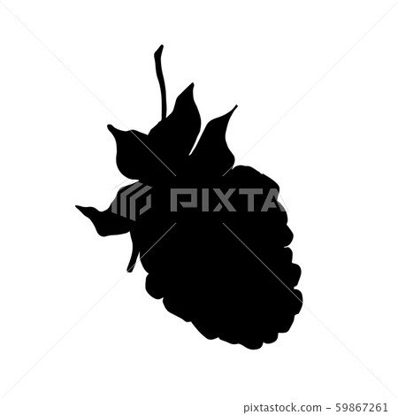 Blackberry healthy food. Black and white engraved ink art. Isolated blackberry illustration element. Blackberry healthy food. Black and white engraved ink art. Isolated blackberry illustration element. 59867261