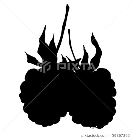 Blackberry healthy food. Black and white engraved ink art. Isolated blackberry illustration element. Blackberry healthy food. Black and white engraved ink art. Isolated blackberry illustration element. 59867263