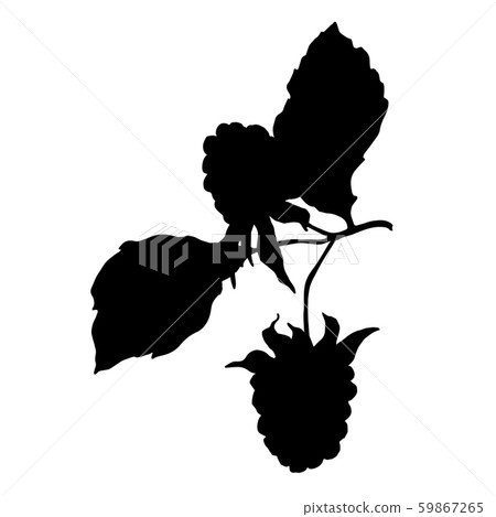Blackberry healthy food. Black and white engraved ink art. Isolated blackberry illustration element. 59867265