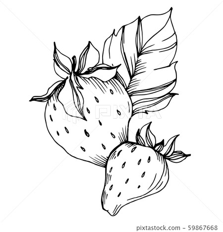 Vector Strawberry healthy food. Black and white engraved ink art. Isolated berry illustration 59867668