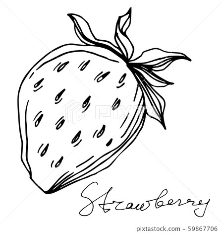 Vector Strawberry healthy food. Black and white engraved ink art. Isolated berry illustration 59867706