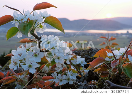 Pear flowers Pear flowers 59867754