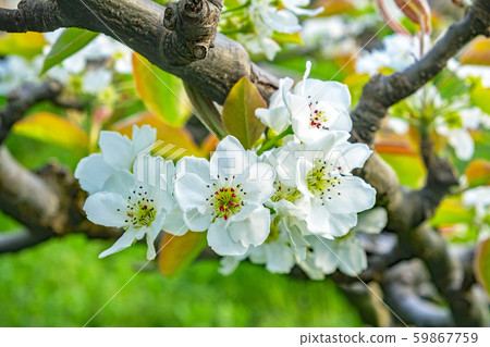 Pear flowers 59867759