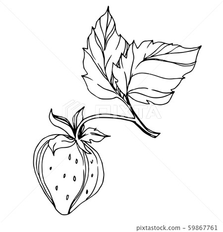 Vector Strawberry healthy food. Black and white engraved ink art. Isolated berry illustration Vector Strawberry healthy food. Black and white engraved ink art. Isolated berry illustration 59867761