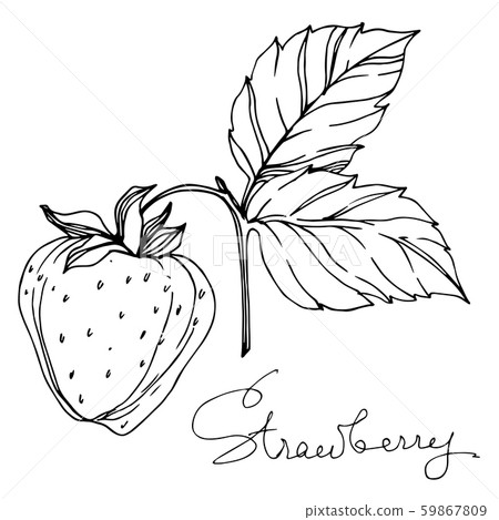 Vector Strawberry healthy food. Black and white engraved ink art. Isolated berry illustration 59867809