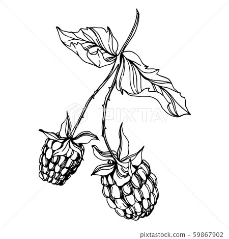 raspberry clip art black and white