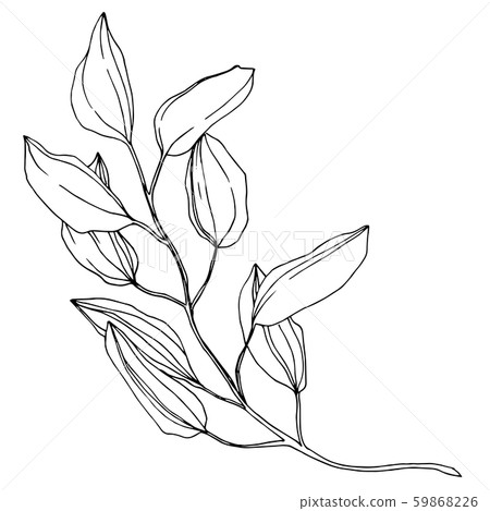Vector Eucalyptus branch. Black and white engraved ink art. Isolated eucaliptus illustration element 59868226