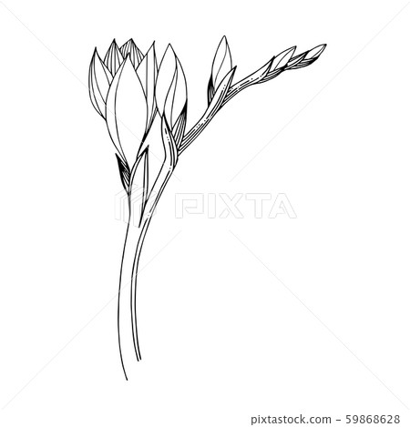 Vector Freesia floral botanical flower. Black and white engraved ink art. Isolated freesia Vector Freesia floral botanical flower. Black and white engraved ink art. Isolated freesia 59868628