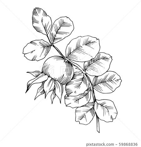 Rose hip branch with fruit botanical foliage. Black and white engraved ink art. Isolated rosehip 59868836