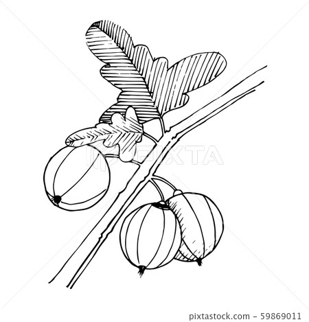 Vector Gooseberry branch. Black and white engraved ink art. Isolated gooseberry illustration element Vector Gooseberry branch. Black and white engraved ink art. Isolated gooseberry illustration element 59869011
