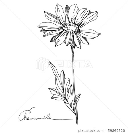 Vector Chamomile floral botanical flower. Black and white engraved ink art. Isolated flowers 59869320