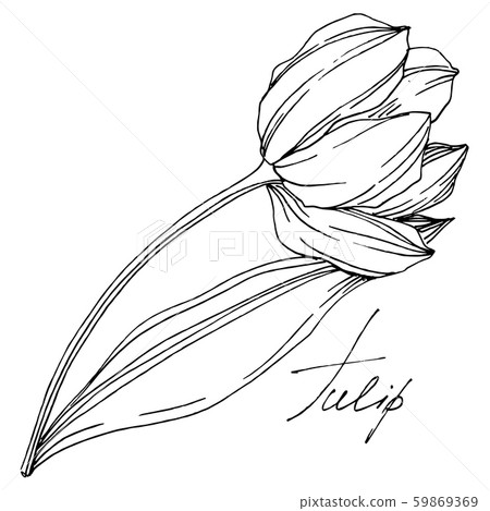 Vector tulip floral botanical flower. Black and white engraved ink art. Isolated tulips illustration Vector tulip floral botanical flower. Black and white engraved ink art. Isolated tulips illustration 59869369