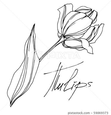 Vector tulip floral botanical flower. Black and white engraved ink art. Isolated tulips illustration Vector tulip floral botanical flower. Black and white engraved ink art. Isolated tulips illustration 59869373