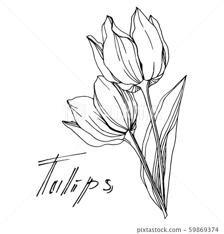 Vector tulip floral botanical flower. Black and white engraved ink art. Isolated tulips illustration 59869374