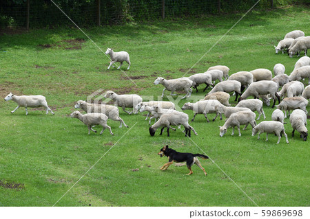 Chiba Shepherd's Job Sheepdog and Sheep 59869698