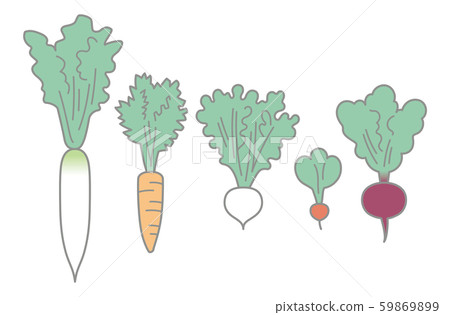 根菜類-日本蘿蔔，胡蘿蔔，蘿蔔，蘿蔔和甜菜 59869899