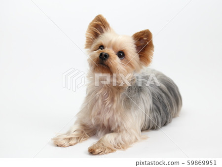 Yorkshire Terrier 59869951