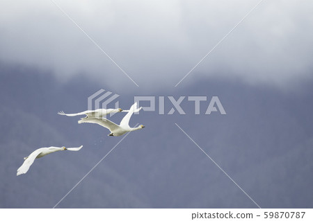 Swan fly (Lake Biwa) 59870787