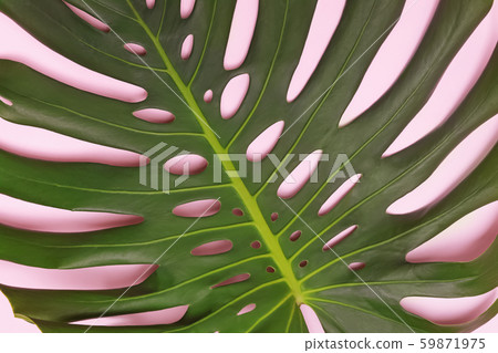 Philodendron Monstera tropical leaf close-up. Tropical background. Philodendron Monstera tropical leaf close-up. Tropical background. 59871975