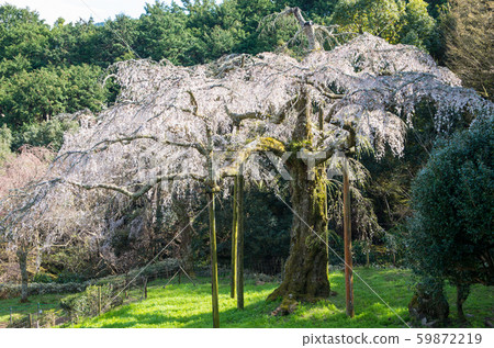 Weeping cherry blossoms at Changxing Mountain 59872219