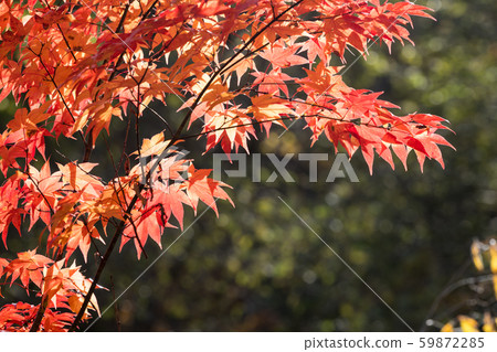 秋天的樹葉 59872285