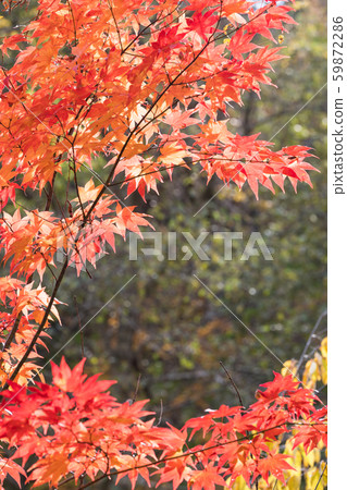 秋天的樹葉 59872286