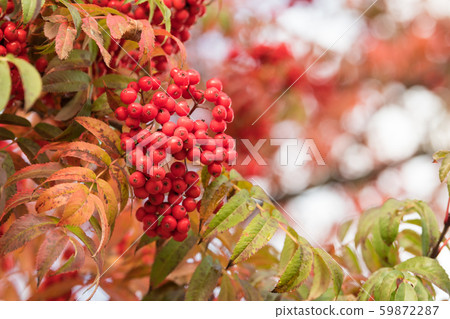 Nanakamado水果 59872287