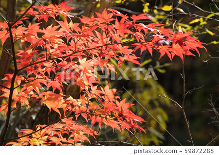 秋天的樹葉 秋天的樹葉 59872288
