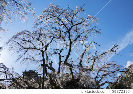 在長興山垂枝櫻花 59872333