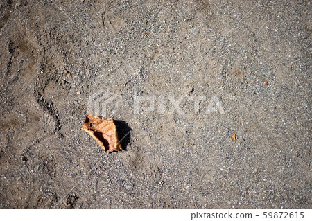 One fallen leaf on the sand ground 59872615