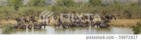 African buffalo in Kruger National park, South 59872817