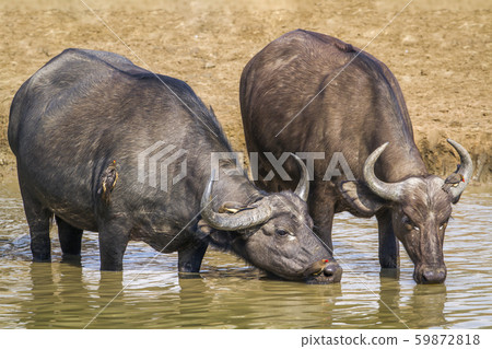 African buffalo in Kruger National park, South 59872818