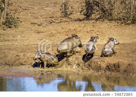 common warthog in Kruger National park, South 59872865