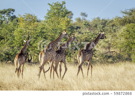 Giraffe in Kruger National park, South Africa Giraffe in Kruger National park, South Africa 59872868