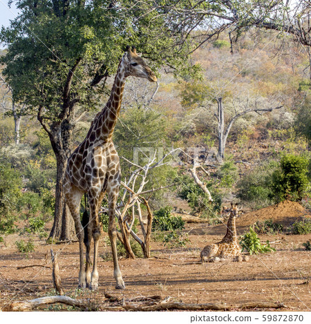 Giraffe in Kruger National park, South Africa Giraffe in Kruger National park, South Africa 59872870