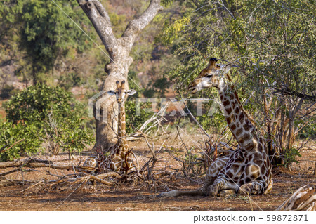 Giraffe in Kruger National park, South Africa Giraffe in Kruger National park, South Africa 59872871