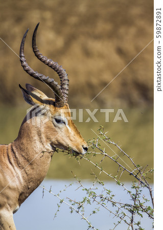 Common Impala in Kruger National park, South Common Impala in Kruger National park, South 59872891