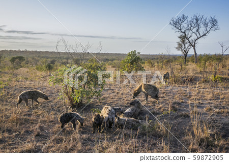Spotted hyaena in Kruger National park, South 59872905