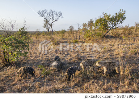 Spotted hyaena in Kruger National park, South 59872906