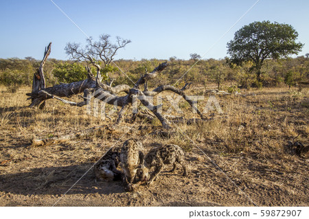 Spotted hyaena in Kruger National park, South Spotted hyaena in Kruger National park, South 59872907