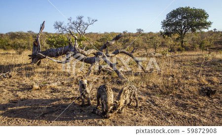 Spotted hyaena in Kruger National park, South 59872908