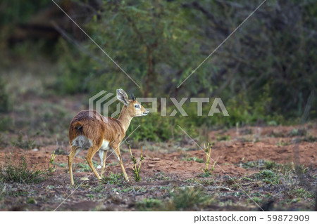 Steenbok in Kruger National park, South Africa Steenbok in Kruger National park, South Africa 59872909