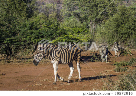 Plains zebra in Kruger National park, South Africa 59872916