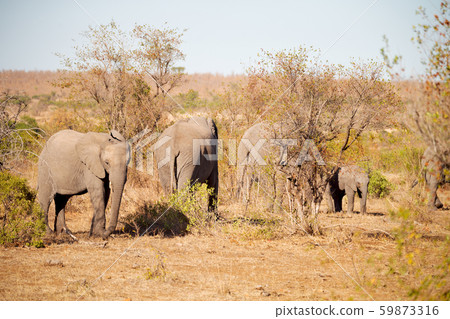 in south africa wildlife nature reserve and in south africa wildlife nature reserve and 59873316