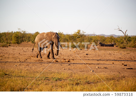 in south africa wildlife nature reserve and in south africa wildlife nature reserve and 59873318