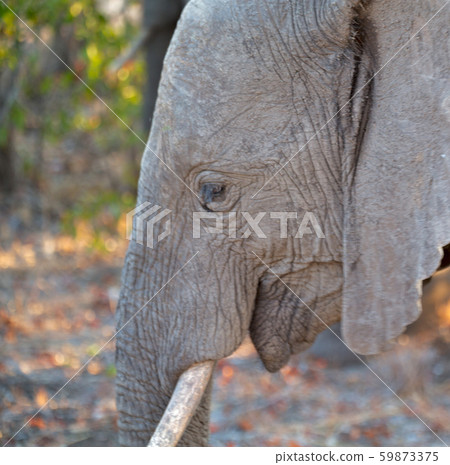 in south africa     wildlife  nature  reserve and  59873375