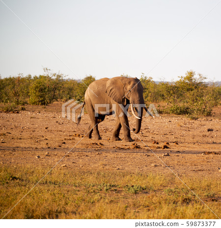 in south africa     wildlife  nature  reserve and  59873377