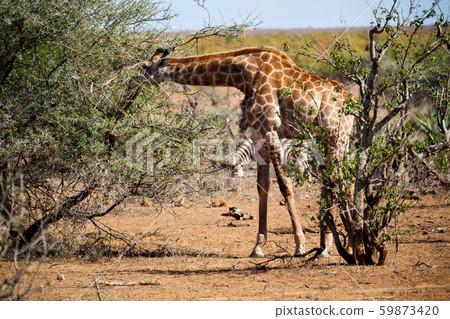 in south africa     wildlife    reserve and   59873420