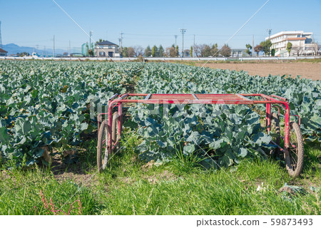 Broccoli field Broccoli field 59873493