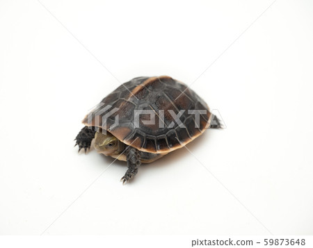 Semaruhako龜 59873648